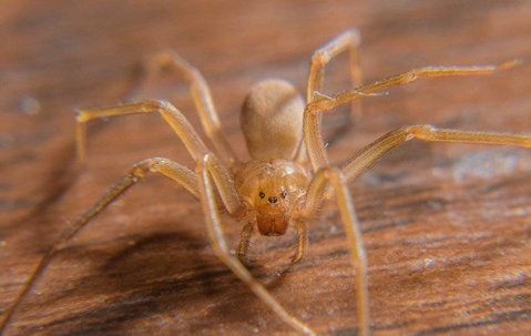 brown recluse spider on wooden floor