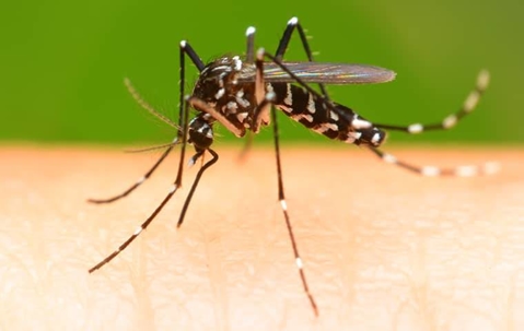 mosquito on human skin