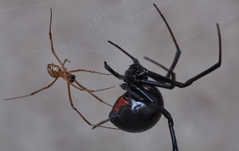 black widow spiders attacking its prey who is stuck in a web