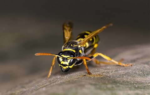 close up of wasp
