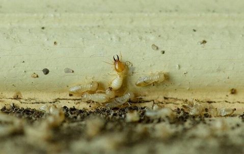 termites on a baseboard