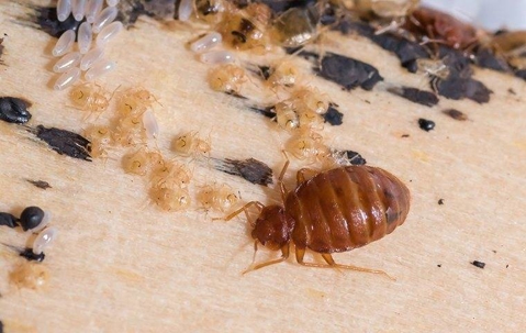 close up of a bed bug