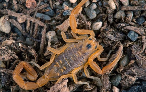 scorpion on the ground