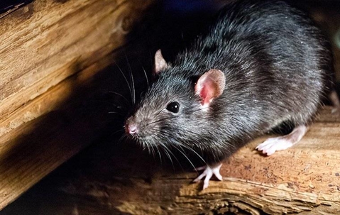 close-up of a roof rat