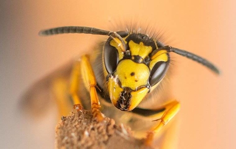 close up of a wasp