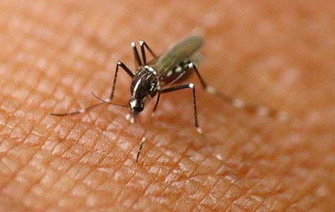 mosquito on human skin