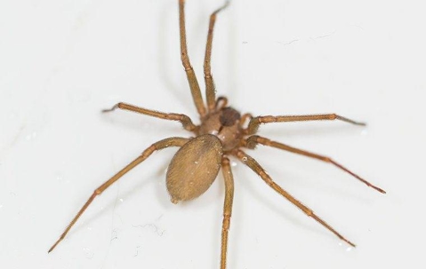 brown recluse spider on a tile floor