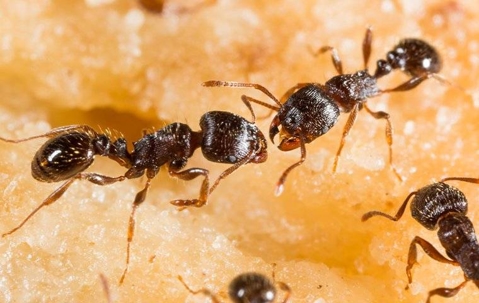 ants on a orange stone
