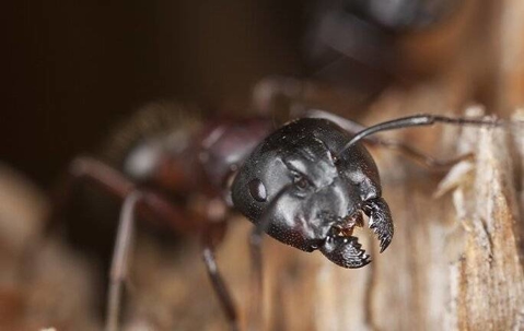 carpenter ant close up