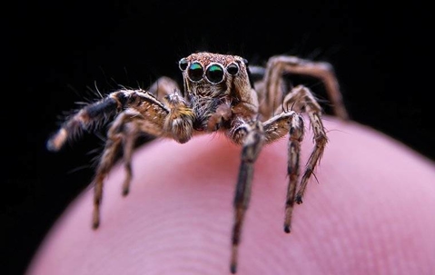 spider on a human finger