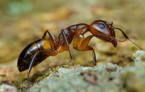 close up of a sugar ant