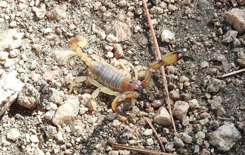 scorpion outside on the ground