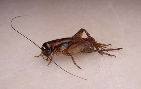 close up of a cricket