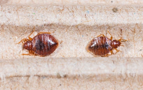 bed bug on a dirty mattress