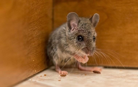 mice in the corner of a room