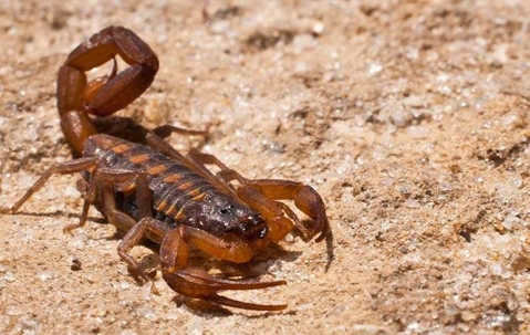 brown bark scorpion outside on sand
