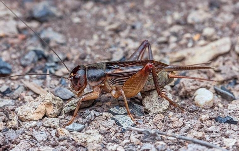 cockroach roaming outside