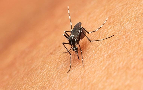 mosquito on human skin