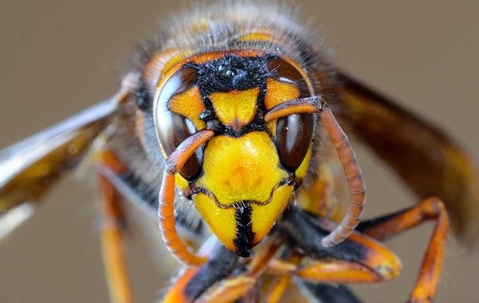 close up of a hornet