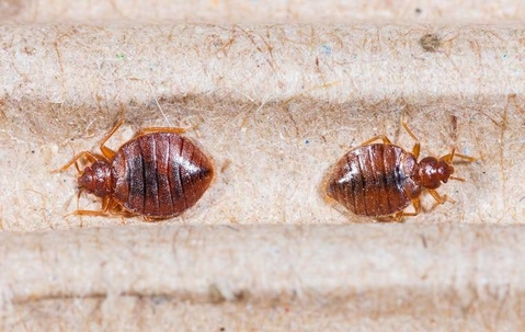 close up of 2 bed bugs