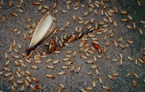 termite colony