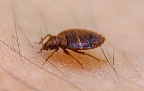 bed bug crawling on human skin