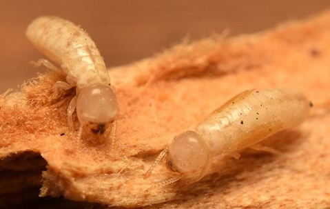 2 drywood termites close-up