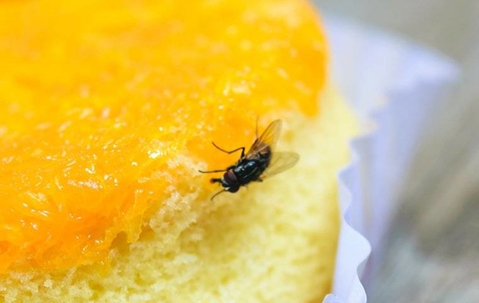 fly eating a cake