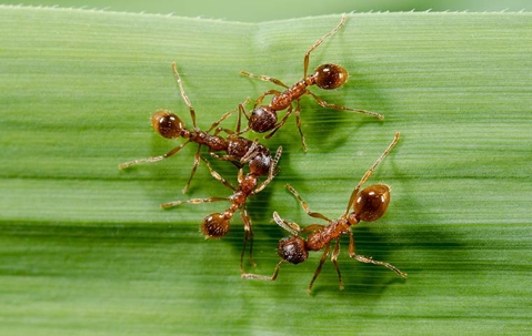 fire ants on banana leaf