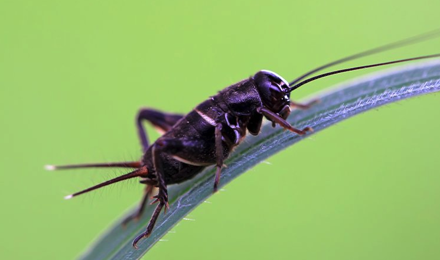 Crickets