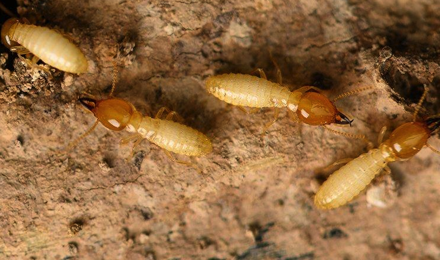 Termites