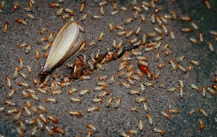 Blog - What To Do About Termites On Your Oklahoma City, OK Property